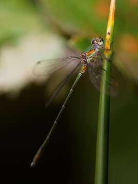 Image of Chalcolestes Kennedy 1920