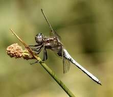 Слика од Orthetrum coerulescens (Fabricius 1798)