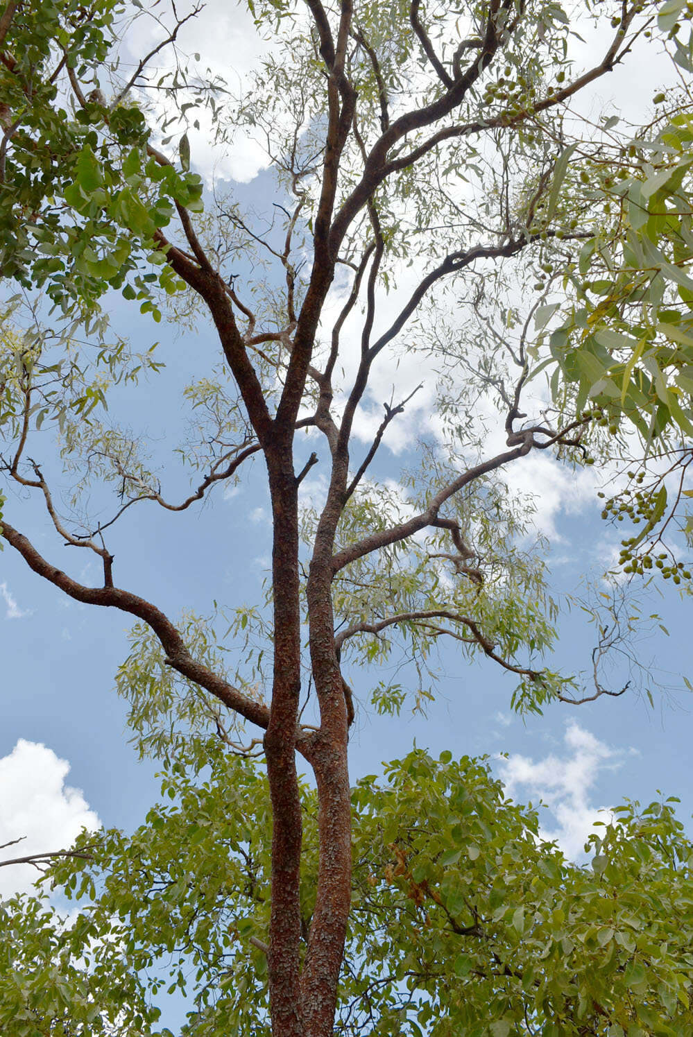 Слика од Corymbia erythrophloia (Blakely) K. D. Hill & L. A. S. Johnson