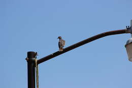 Image of White-winged Dove