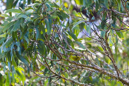 Image of Chlorodrepanis virens virens (Gmelin & JF 1788)