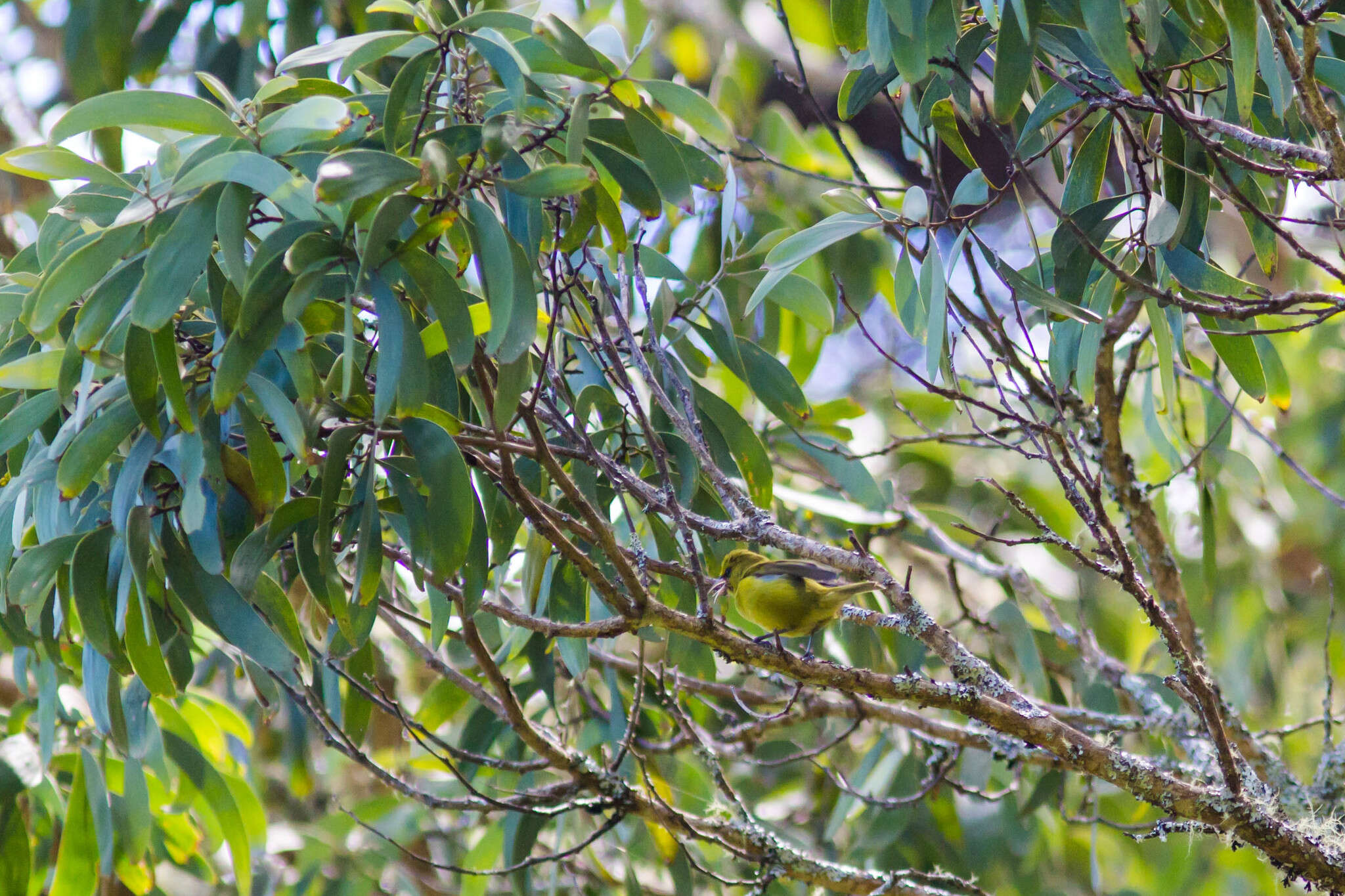 Image of Chlorodrepanis virens virens (Gmelin & JF 1788)