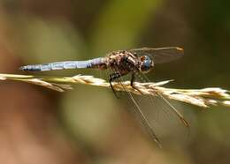 Image of Keeled Skimmer