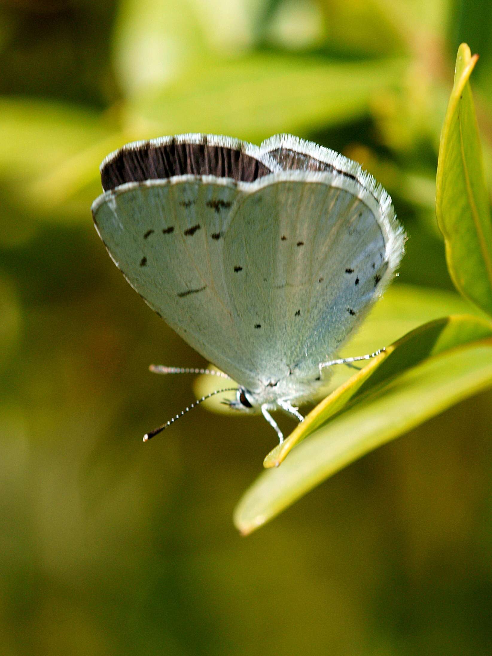 Image of holly blue