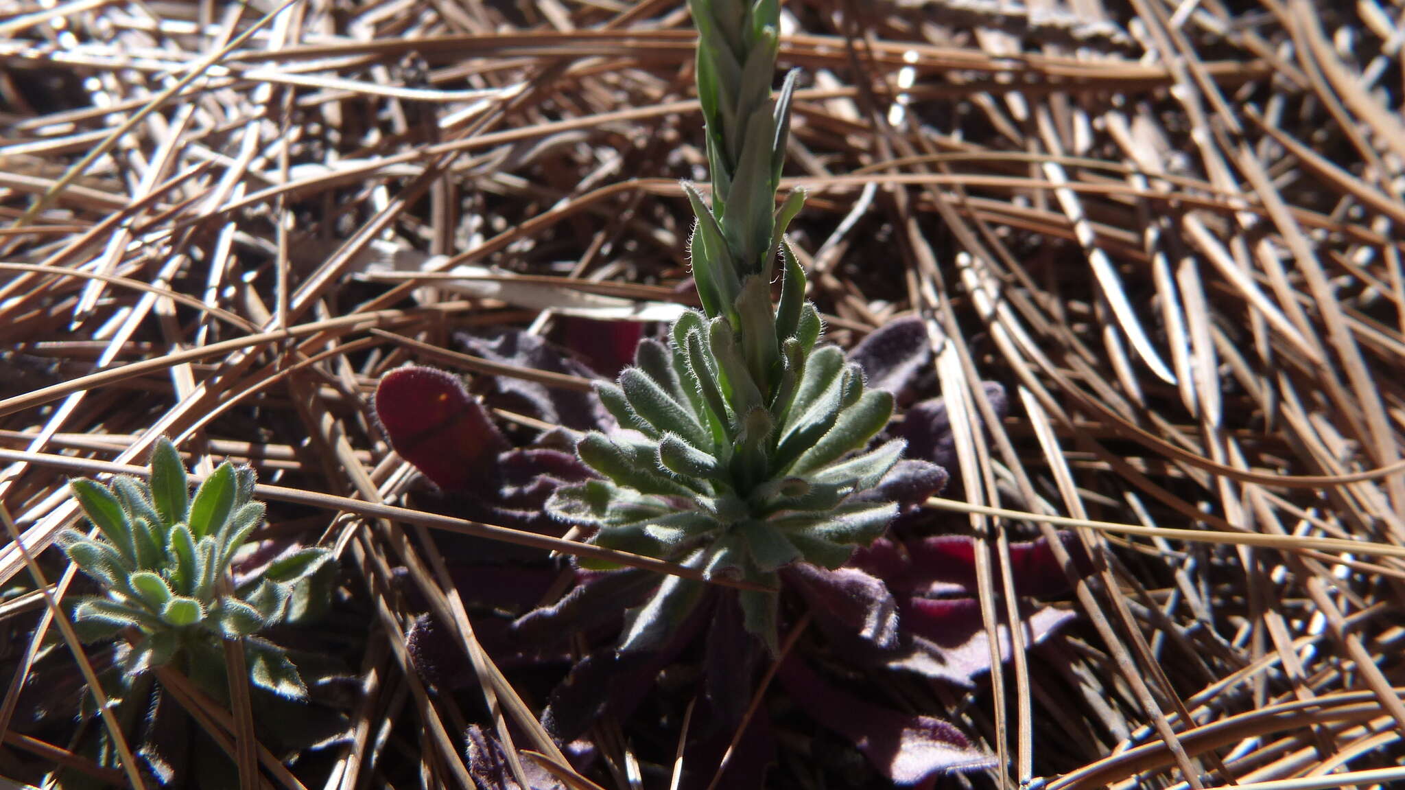 Image of Flagstaff rockcress