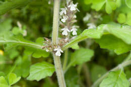 Image of Ajuga nipponensis Makino