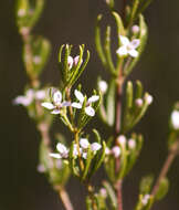 Image of Zieria laevigata Bonpl.