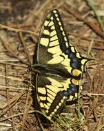 Image of Old World Swallowtail