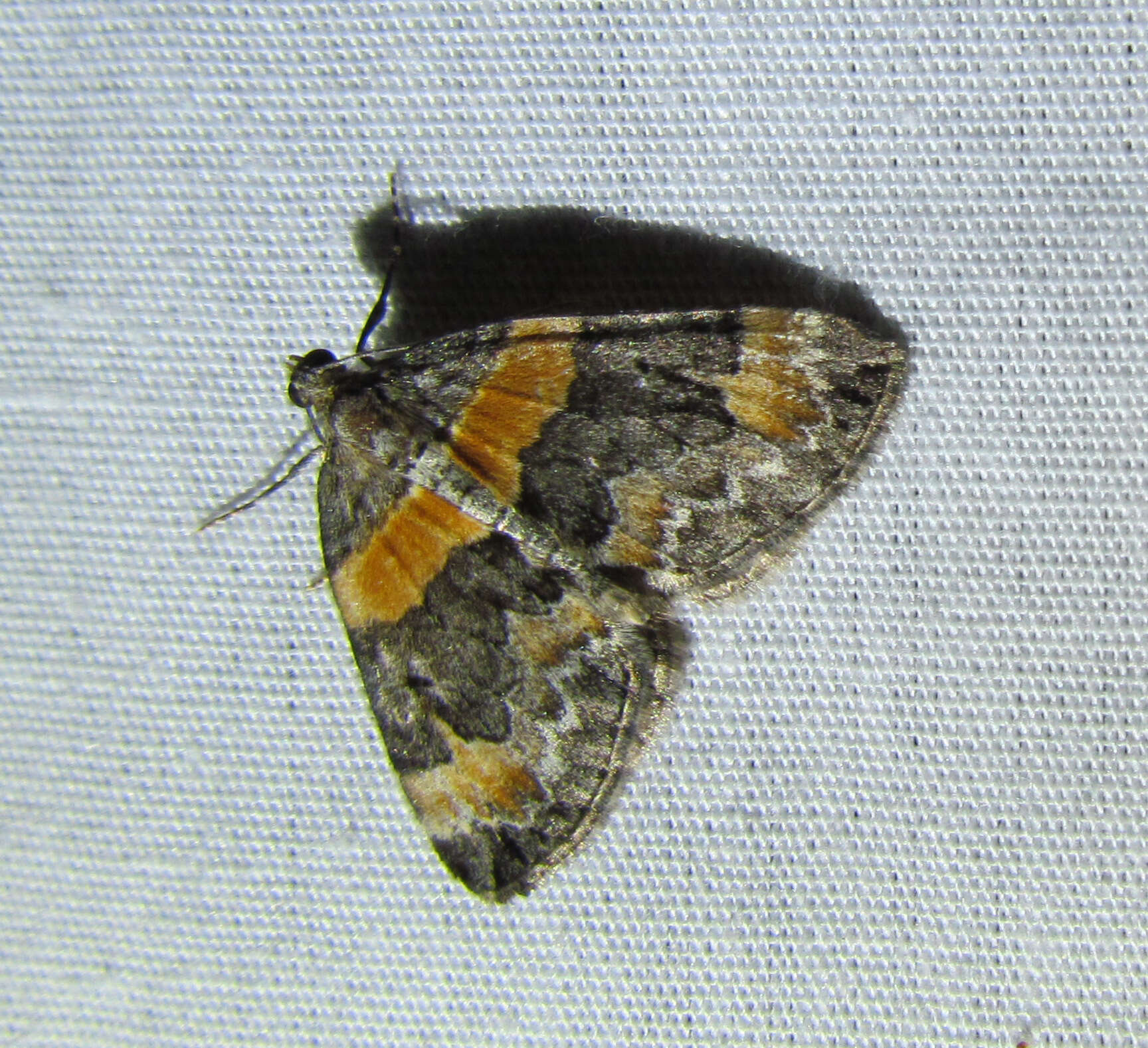 Image of Orange-barred Carpet