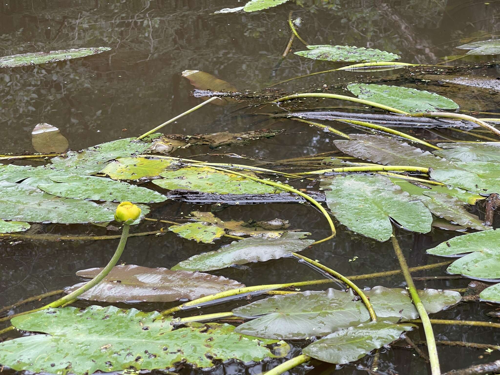 Plancia ëd Nuphar sagittifolia (Walt.) Pursh