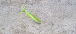 Image of African mantis