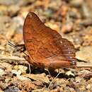 Image of Charaxes affinis Butler 1865