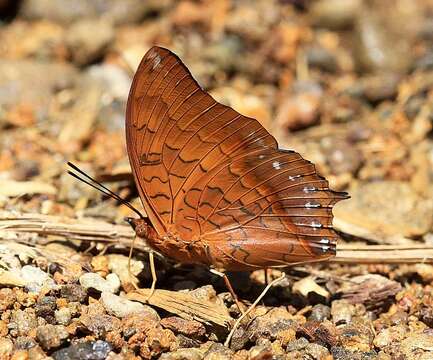 Imagem de Charaxes affinis Butler 1865