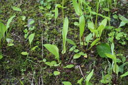 Image of Ixeridium dentatum subsp. dentatum