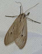 Image of Agaraea semivitrea Rothschild 1909