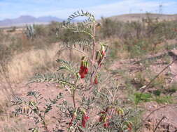 Image of Lessertia frutescens subsp. microphylla