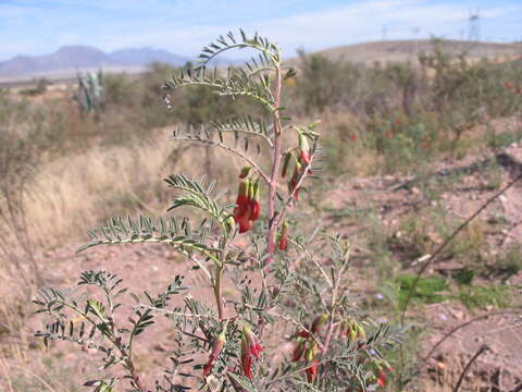 Image of Lessertia frutescens