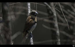 Image of Chestnut-breasted Mannikin