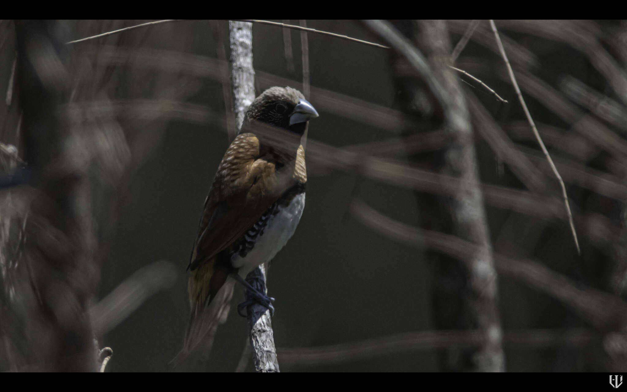 Image of Chestnut-breasted Mannikin