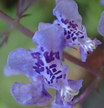 صورة Plectranthus fruticosus L'Hér.