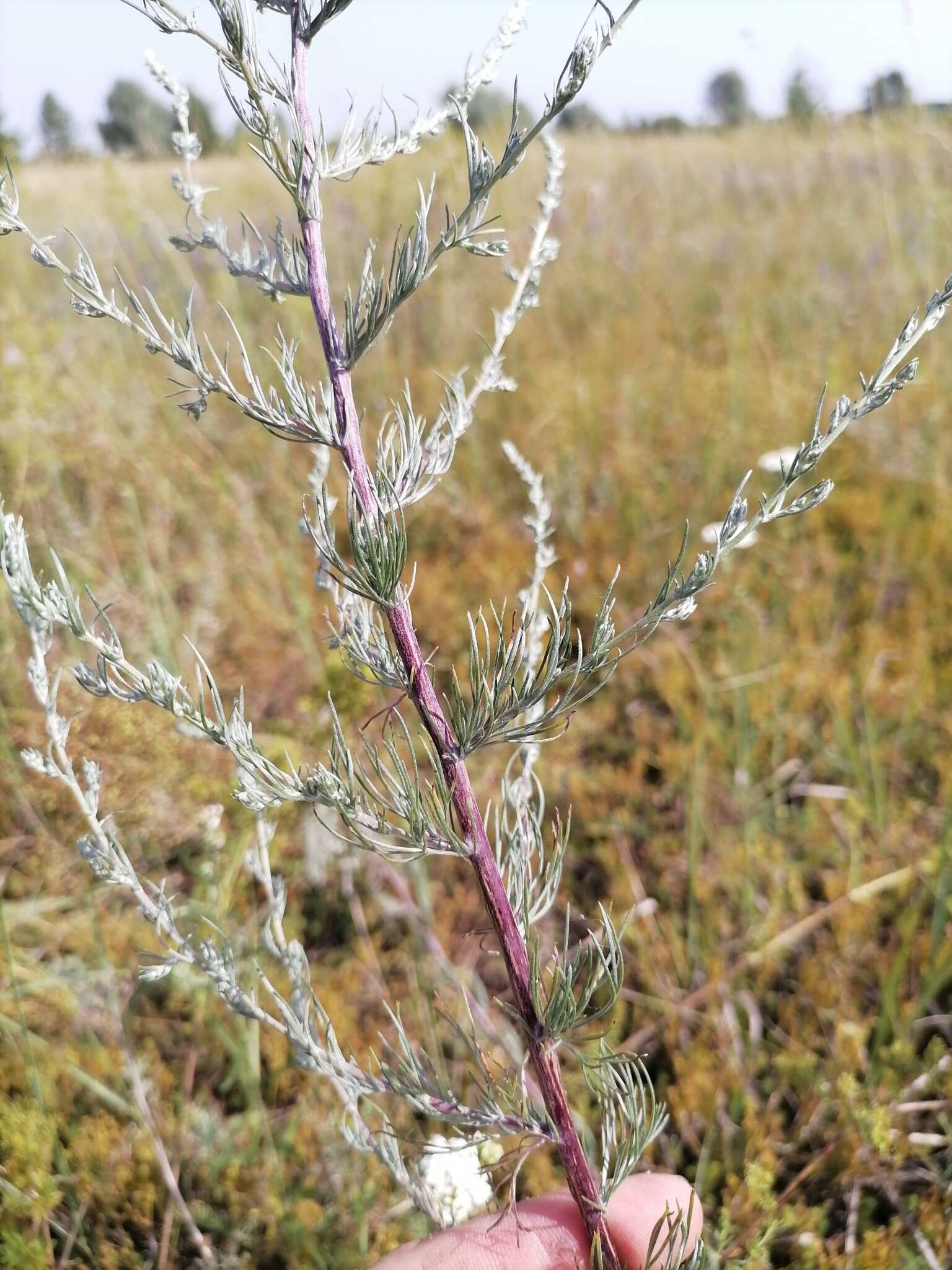 Plancia ëd Artemisia marschalliana Spreng.