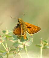 Ochlodes sylvanus resmi