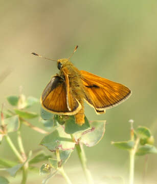 Image of Ochlodes sylvanus