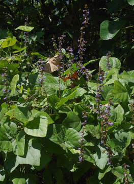 Image of Jicama