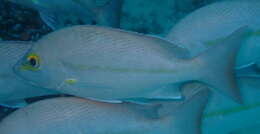 Image of Yellow-banded snapper