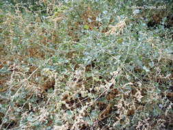 Image of saltbush