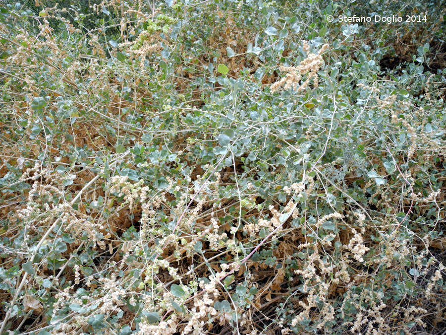 Image of saltbush