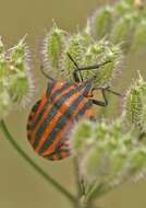 Image of <i>Graphosoma italicum</i>