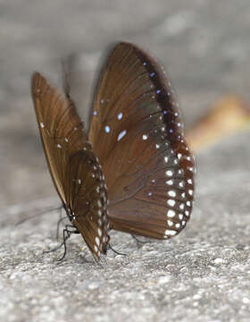 Image of Euploea sylvester harrisii Felder, C., Felder & R. 1865