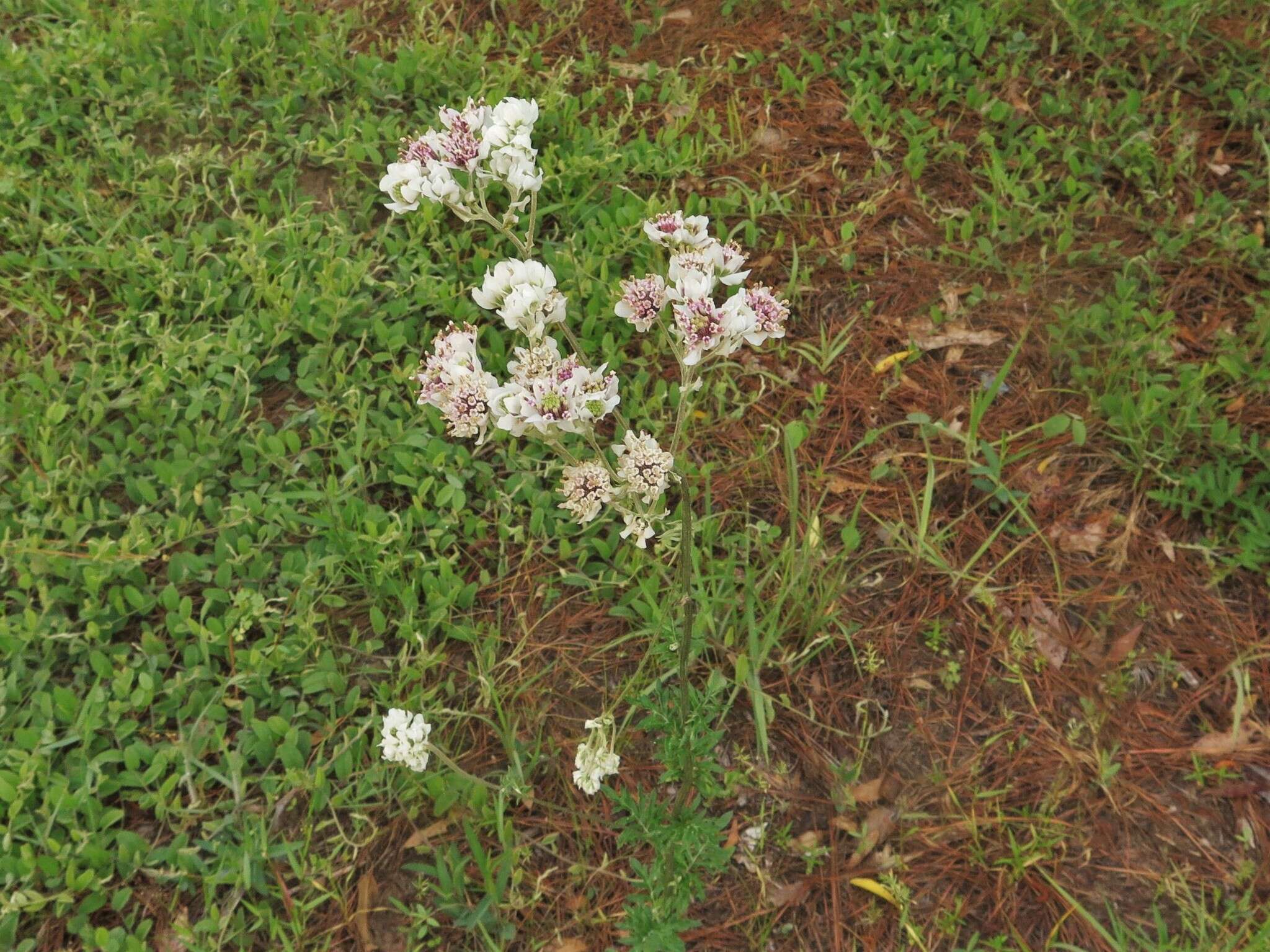 Image of <i>Hymenopappus <i>scabiosaeus</i></i> var. scabiosaeus