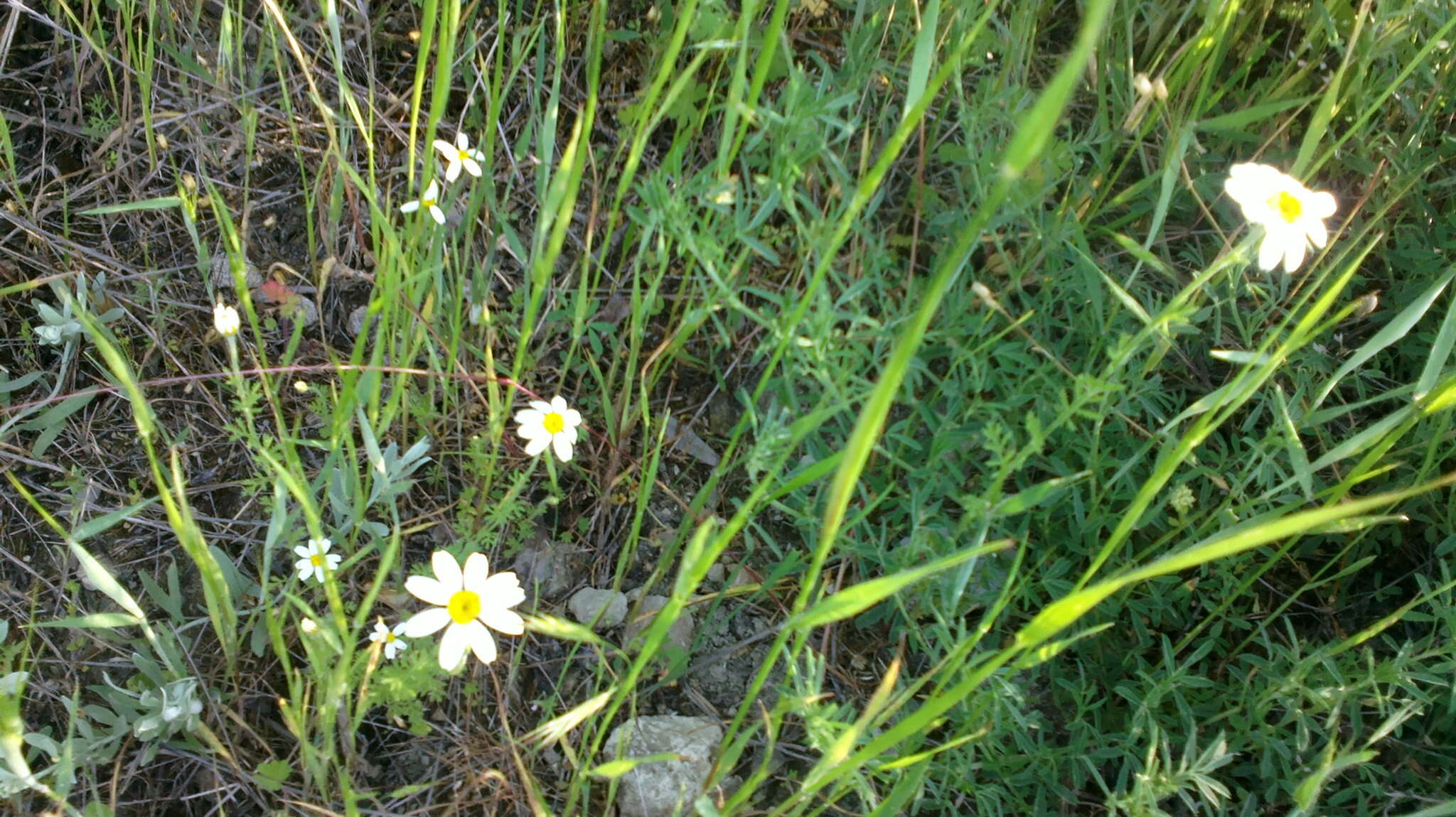 Anthemis ruthenica M. Bieb.的圖片