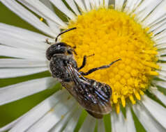 Image de Stelis coarctatus Crawford 1916