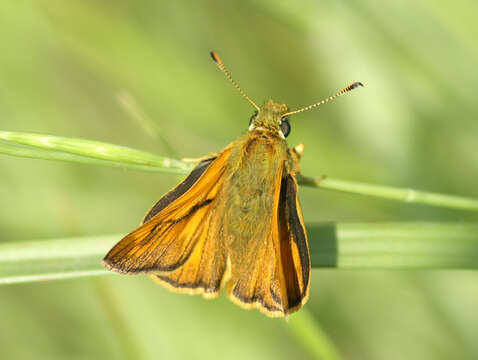 Image of Ochlodes sylvanus