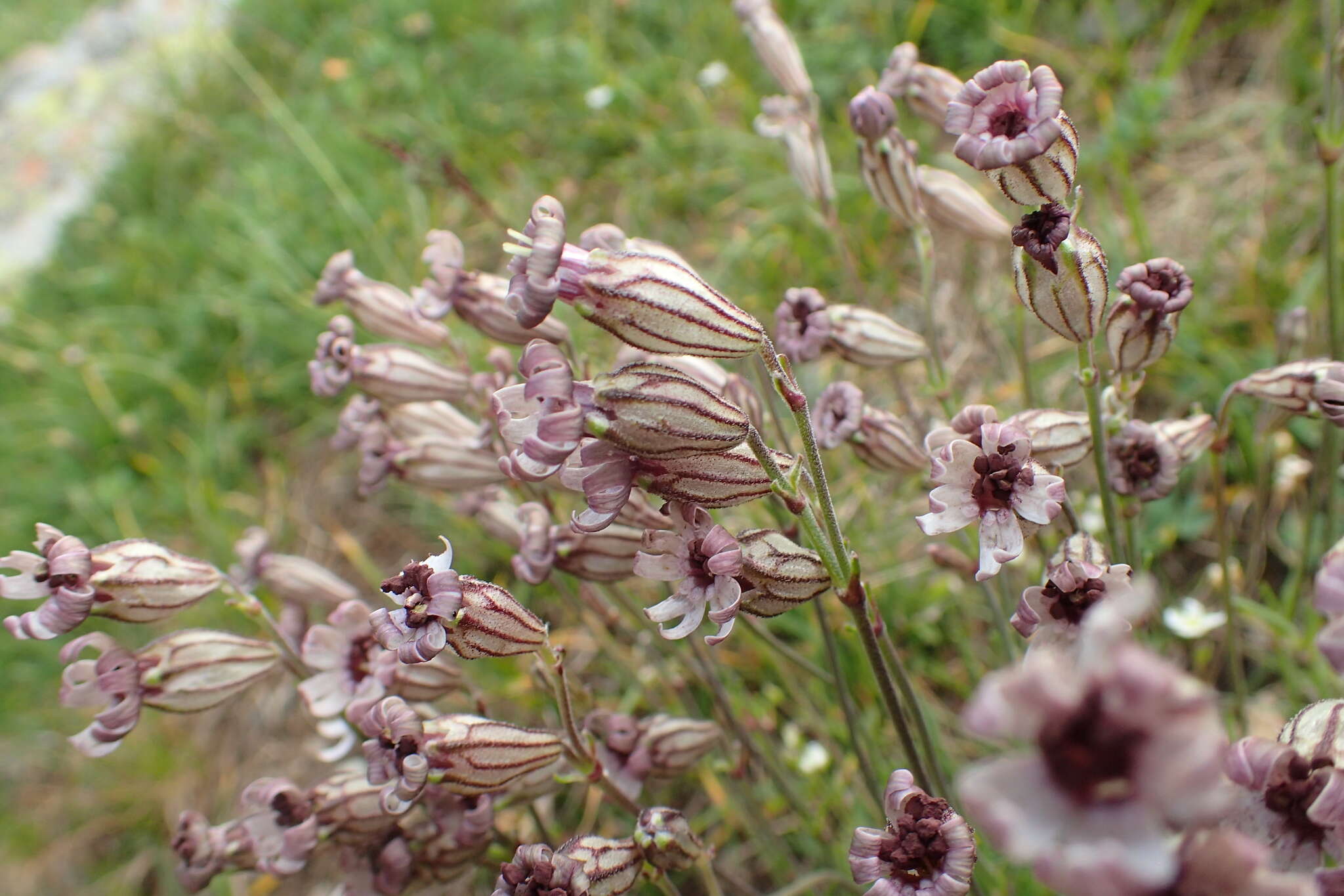 Imagem de Silene ciliata Pourret