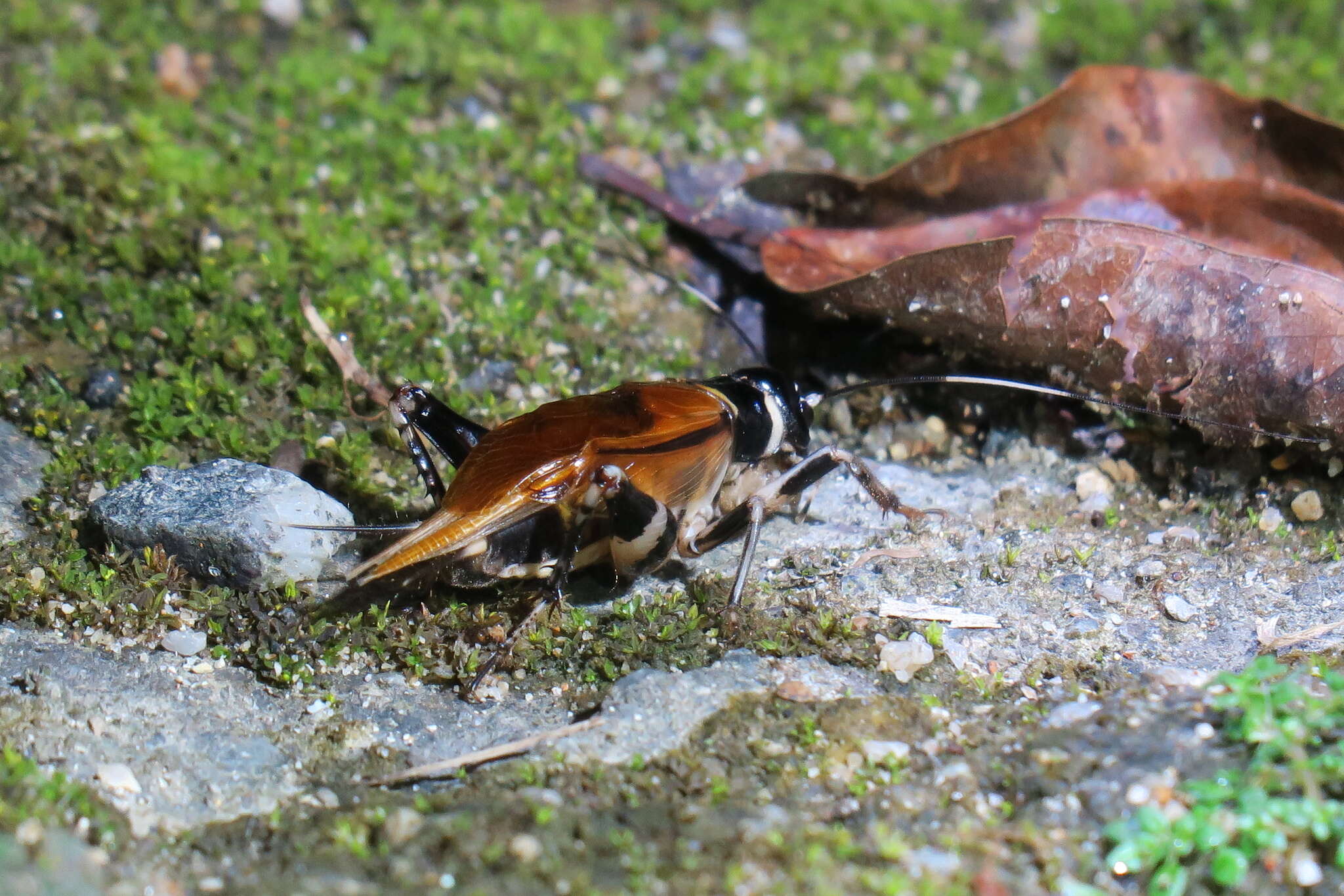 Gymnogryllus leucostictus (Burmeister & H. 1838) resmi