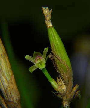 Plancia ëd Scaphyglottis fasciculata Hook.