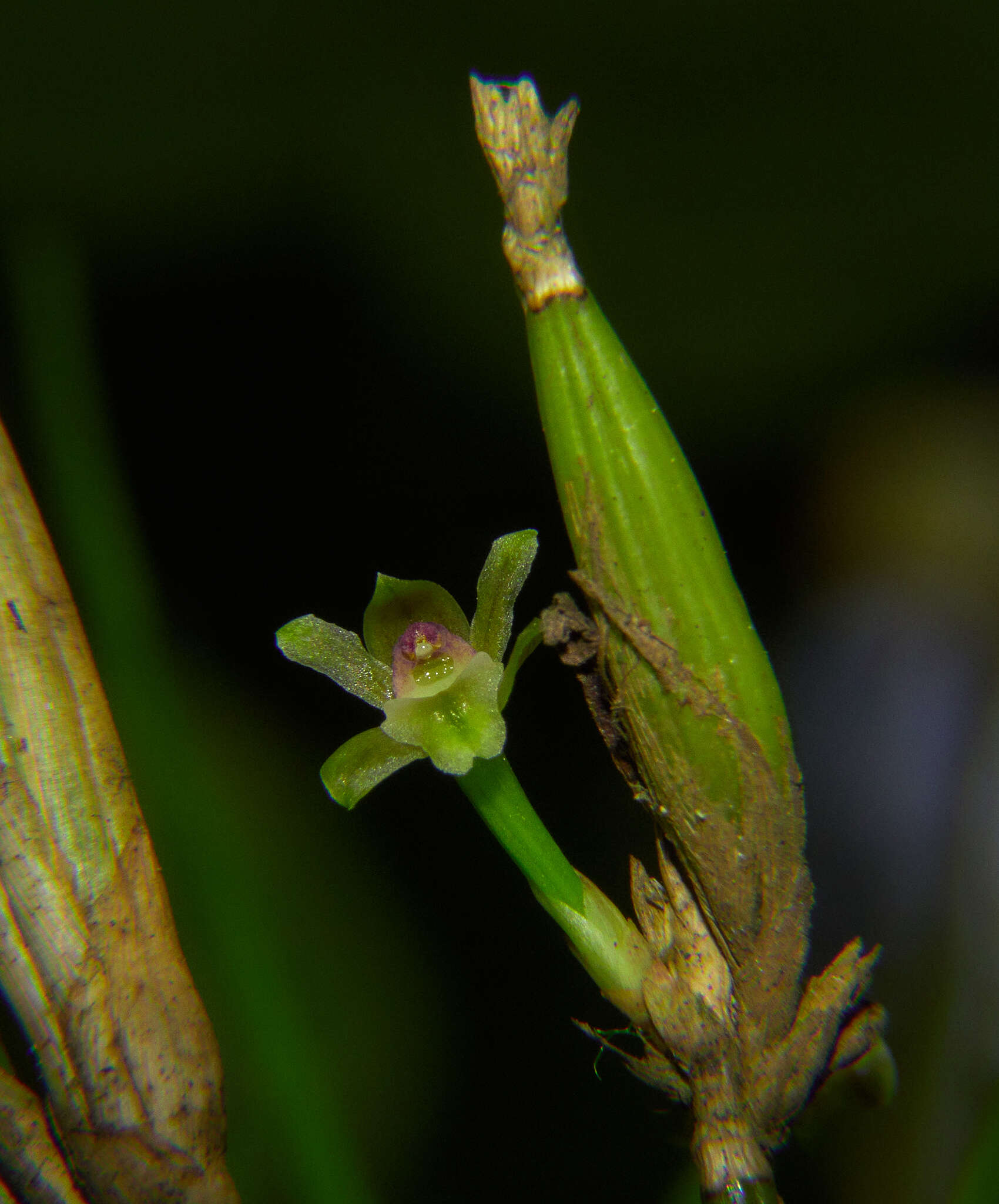 Слика од Scaphyglottis fasciculata Hook.