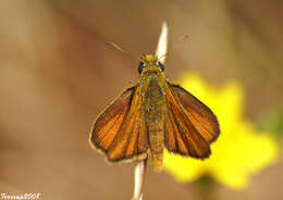 Image of lulworth skipper