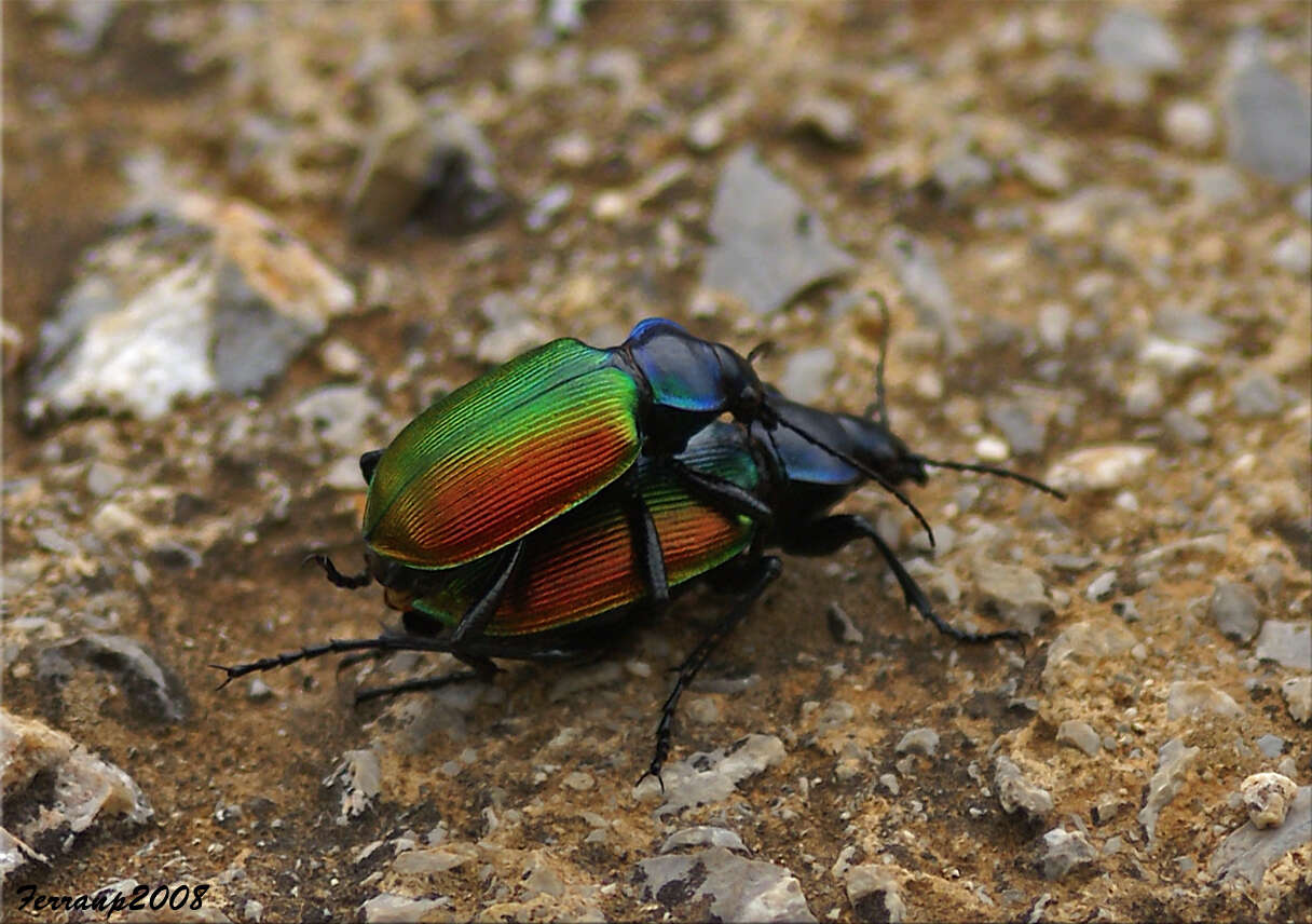 Image of forest caterpillar hunter