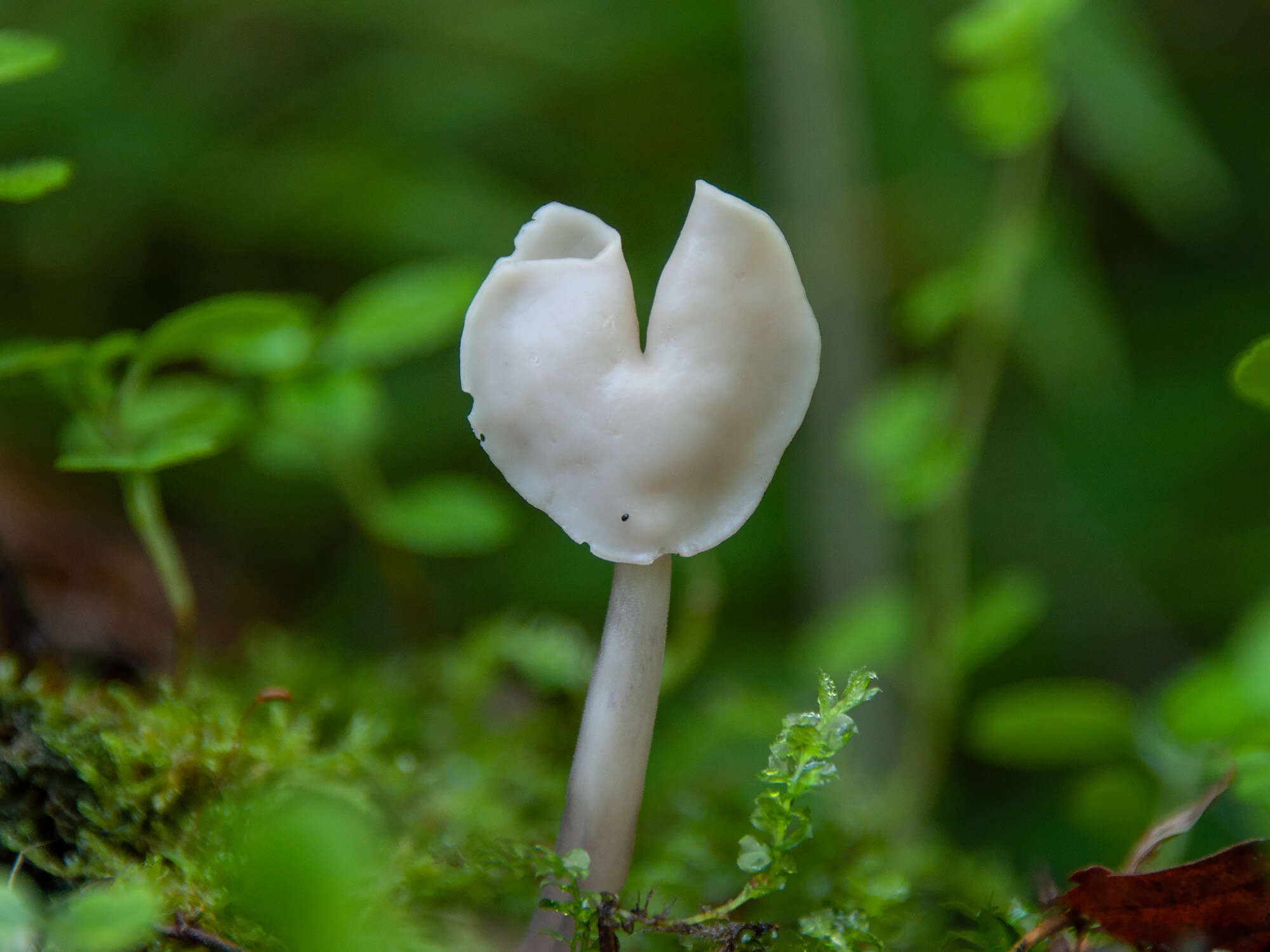 Helvella elastica Bull. 1785的圖片