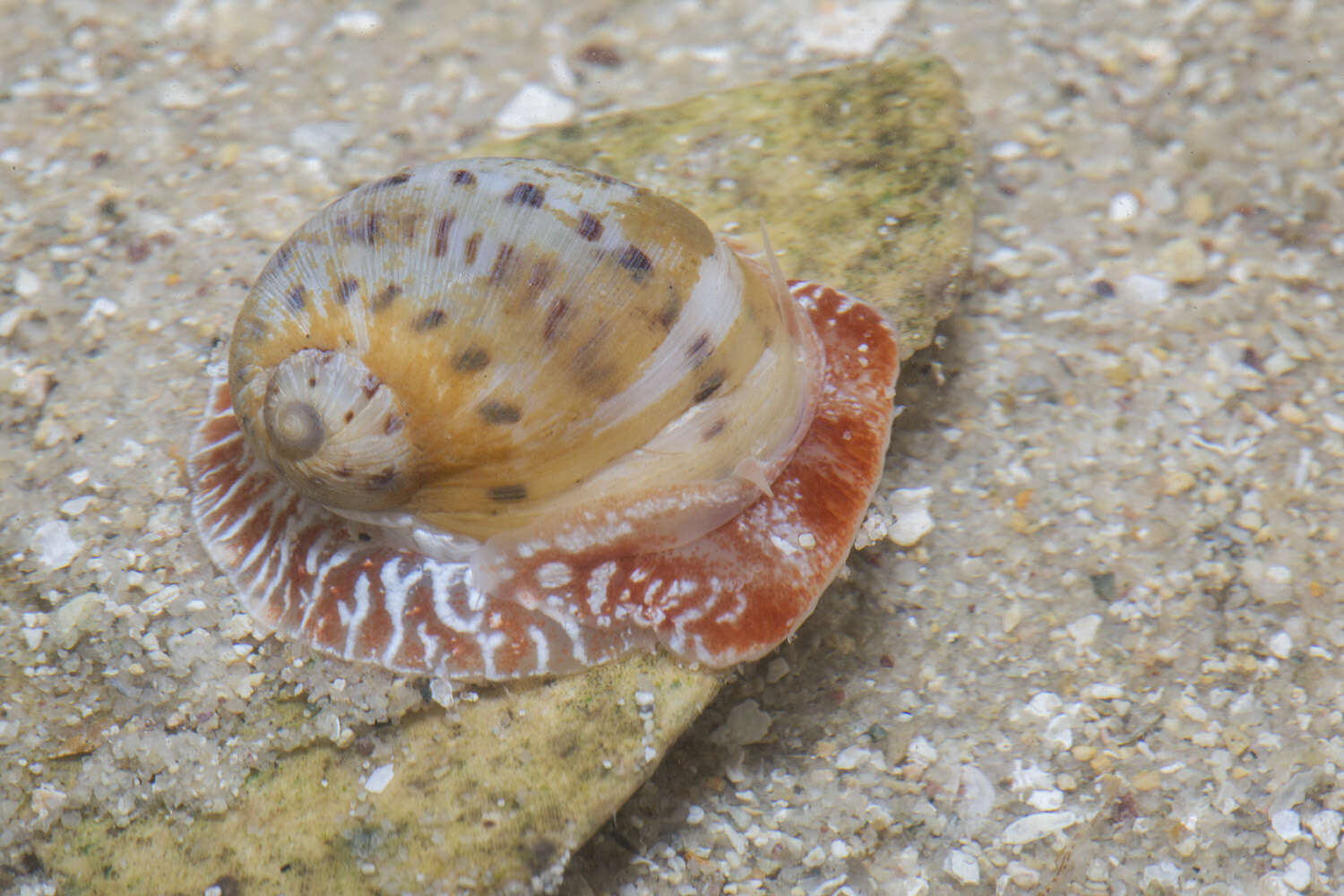 Image of Moon snail