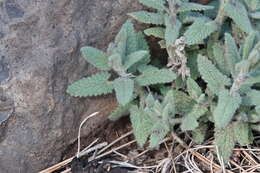 Image of Nepeta teydea Webb & Berthel.