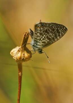 Image of Lang's Short-tailed Blue