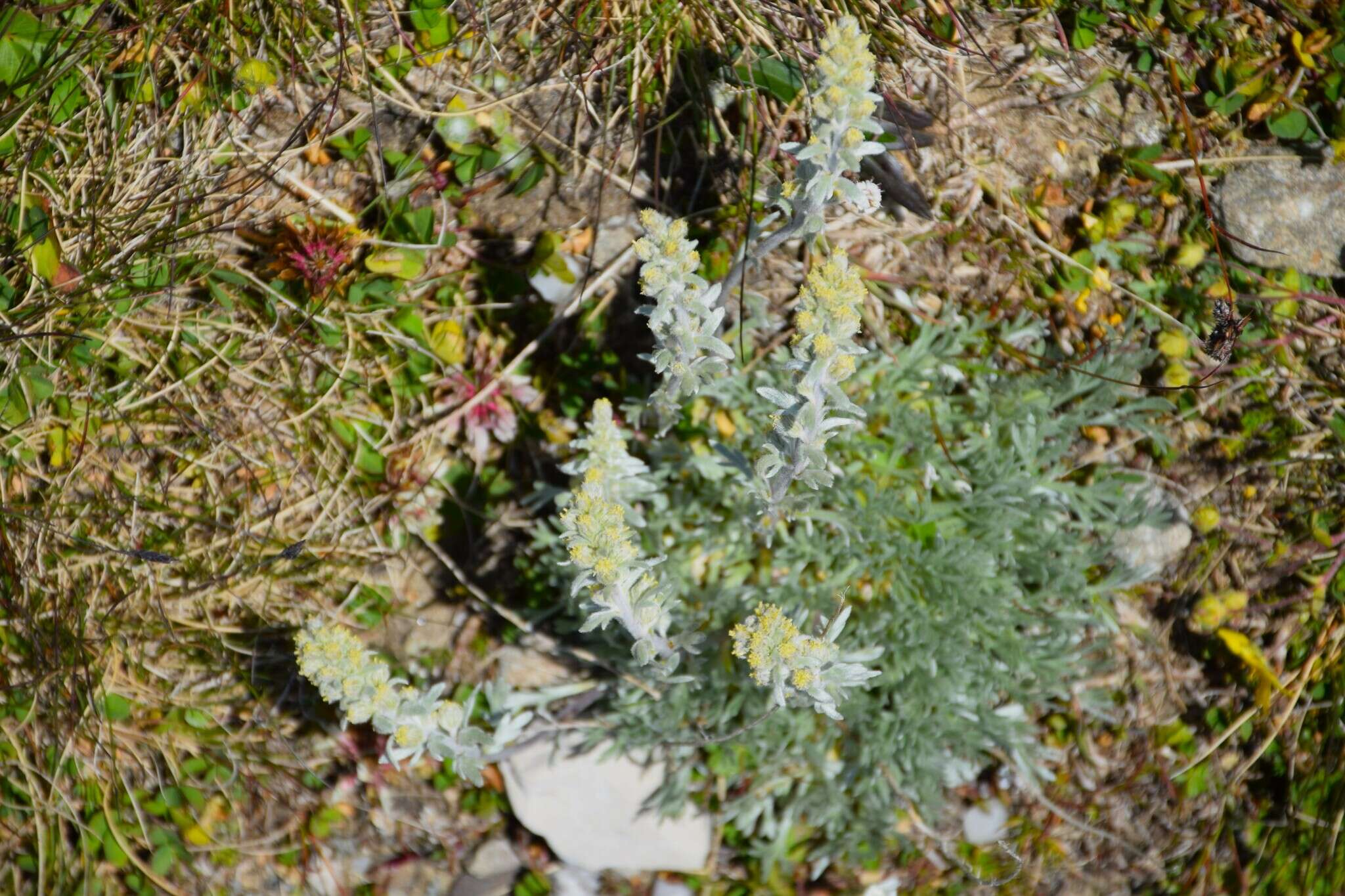 Image of Alpine Wormwood