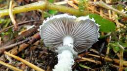 Image of verdigris agaric