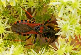 صورة Rhynocoris iracundus (Poda 1761)